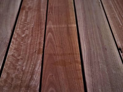Sydney Blue Gum 01