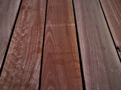Sydney Blue Gum 01