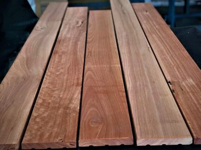 Sydney Blue Gum 02