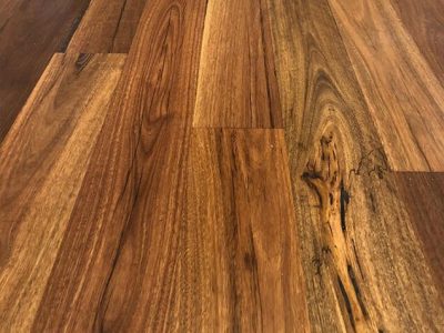 Qld Spotted Gum 03.jpg