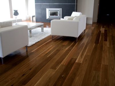 Qld Spotted Gum 04.jpg
